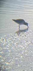 Calidris alpina