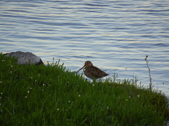 Gallinago magellanica