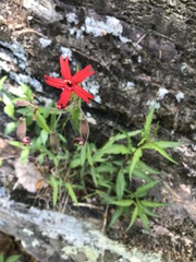 Silene virginica