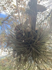 Tillandsia juncea
