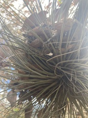 Tillandsia juncea