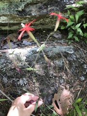 Silene virginica