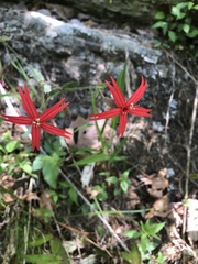 Silene virginica