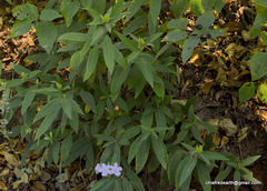 Magnoliopsida