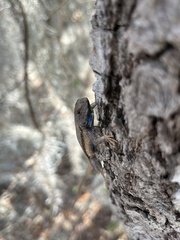 Sceloporus woodi