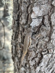 Sceloporus woodi