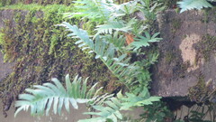 Polypodium cambricum