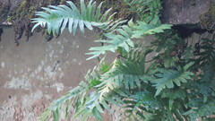Polypodium cambricum