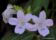 Magnoliopsida