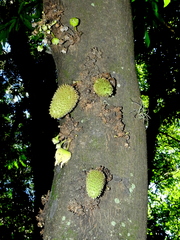 Annona muricata