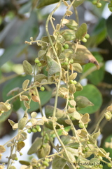 Cocculus hirsutus