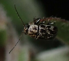 Pachybrachis othonus