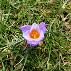 Crocus