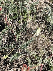 Astragalus nuttallii