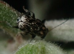 Pachybrachis othonus