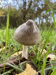 Volvopluteus gloiocephalus
