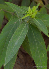 Magnoliopsida