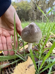 Volvopluteus gloiocephalus