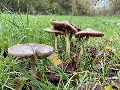 Volvopluteus gloiocephalus