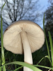 Volvopluteus gloiocephalus