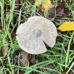 Volvopluteus gloiocephalus