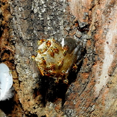 Tetragonisca angustula