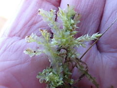 Lophocolea bidentata