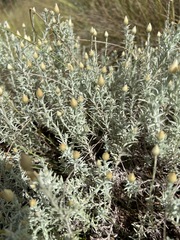 Helichrysum reflexum