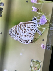 Leptotes cassius