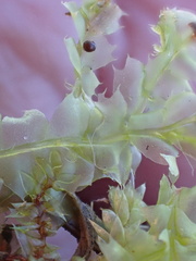 Lophocolea bidentata