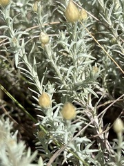 Helichrysum reflexum