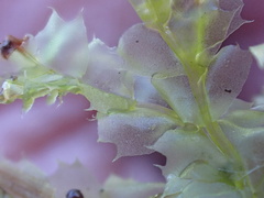 Lophocolea bidentata