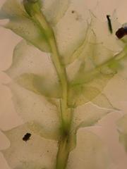 Lophocolea bidentata