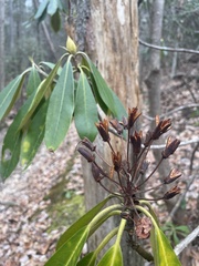 Rhododendron catawbiense