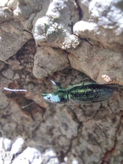 Naupactus auricinctus