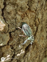 Naupactus auricinctus