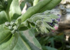 Cynoglossum officinale