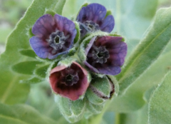 Cynoglossum officinale