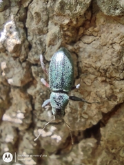 Naupactus auricinctus