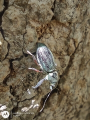 Naupactus auricinctus