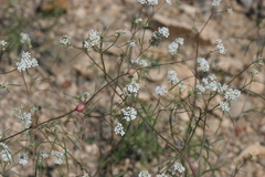Lepidium vesicarium