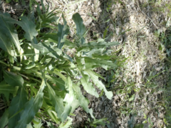 Cynoglossum officinale