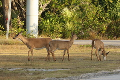 Odocoileus virginianus clavium