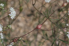 Lepidium vesicarium
