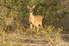 Odocoileus virginianus clavium