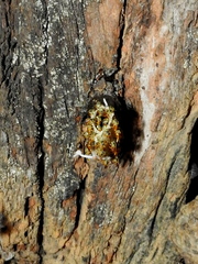 Tetragonisca angustula