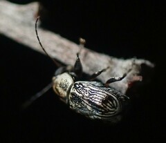 Pachybrachis othonus