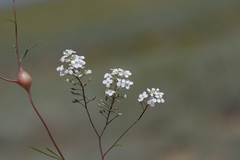 Lepidium vesicarium