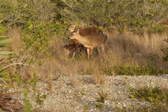Odocoileus virginianus clavium