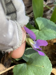 Viola septemloba